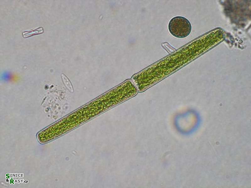 Haplotaenium rectum