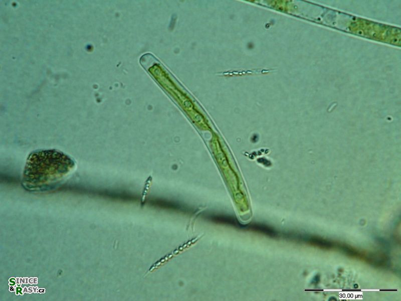 Roya anglica