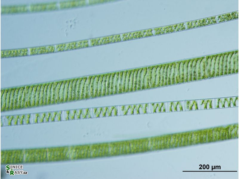 Spirogira