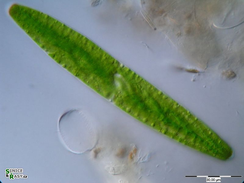 Spirotaenia obscura