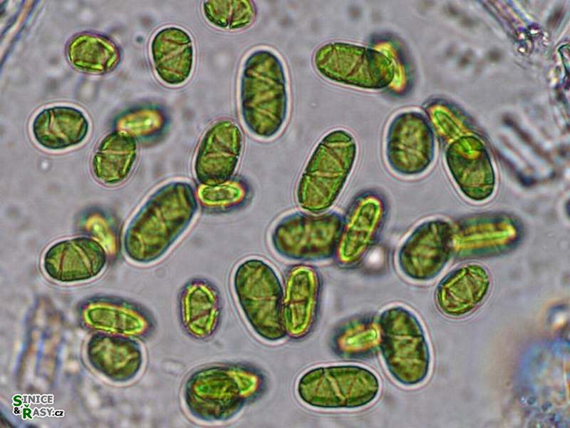 Spirotaenia