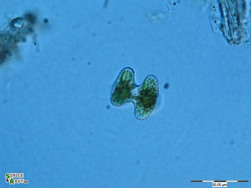Staurastrum alternans