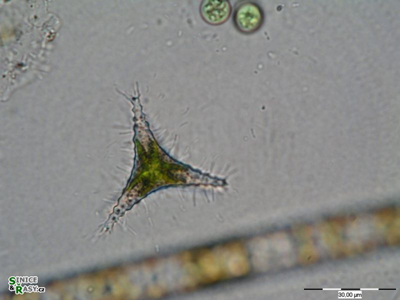 Staurastrum eurycerum