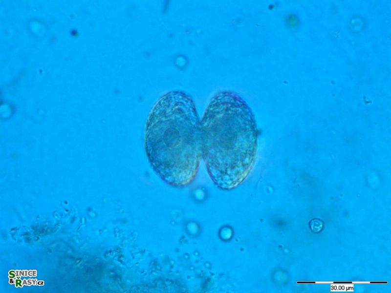 Staurastrum lapponicum