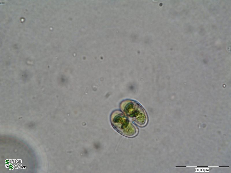 Staurastrum muticum