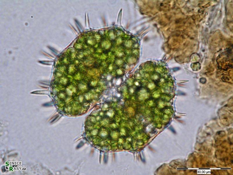 Xanthidium aculeatum