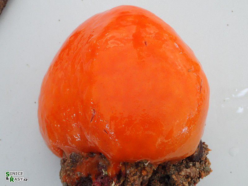 Adamisia sp.