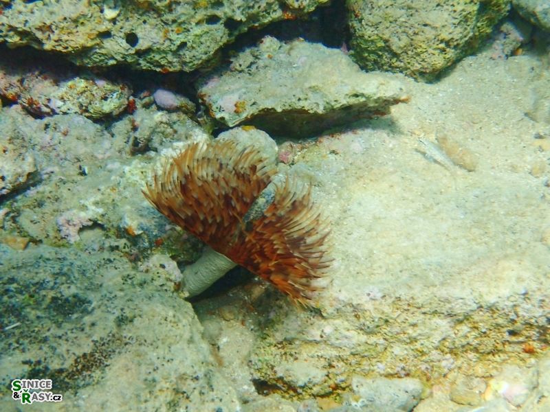 Bispira volutacornis