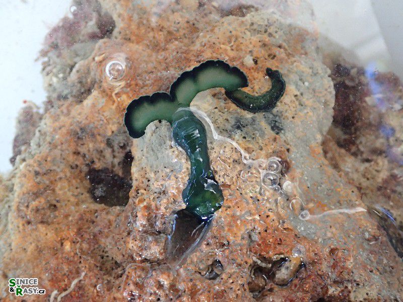 Bonelia viridis