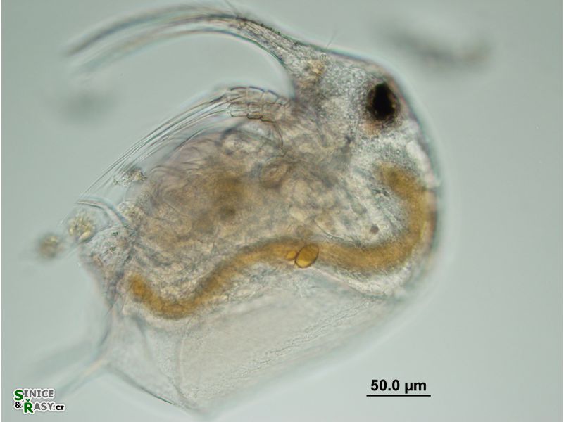 Bosmina longirostris