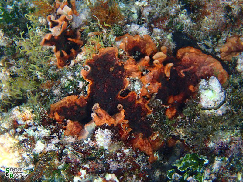 Bryozoa