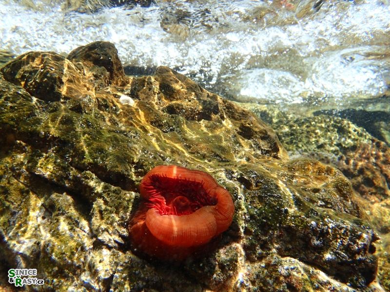 Actinia equina 