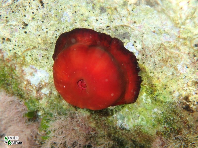 Actinia equina