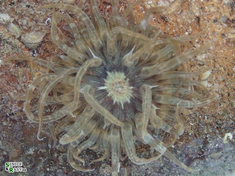 Aiptasia mutabilis 