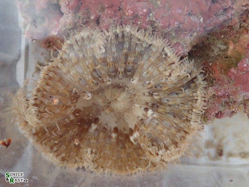 Aiptasia mutabilis