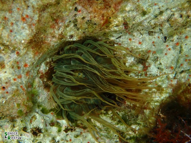 Aiptasia mutabilis