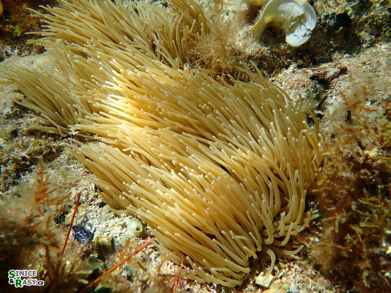 Anemonia sulcata