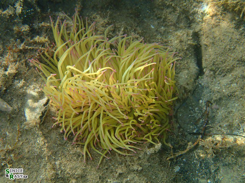 Anemonia sulcata 