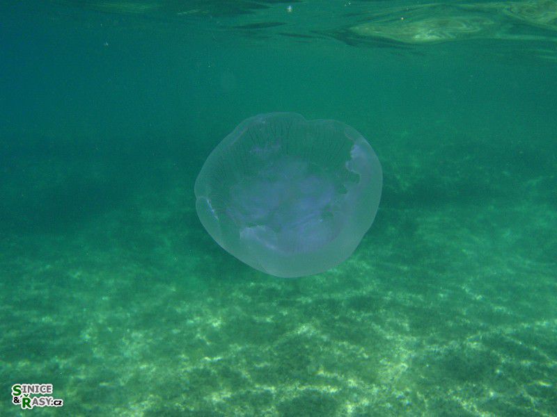 Aurelia aurita 