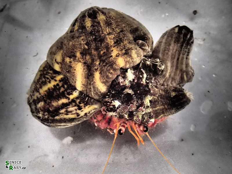 Calliactis parasitica