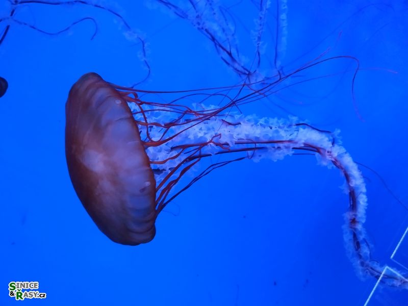 Chrysaora fuscescens