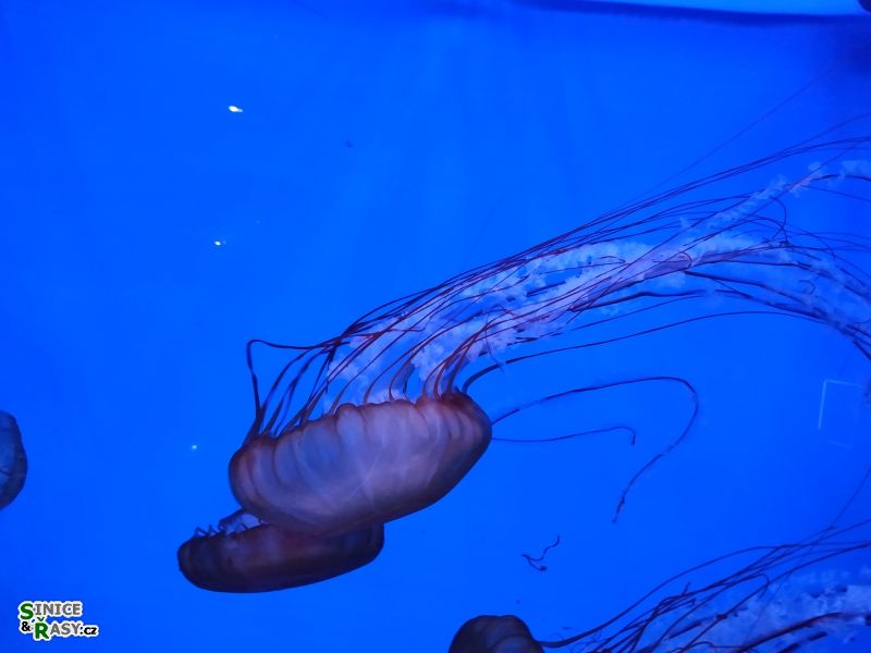 Chrysaora fuscescens