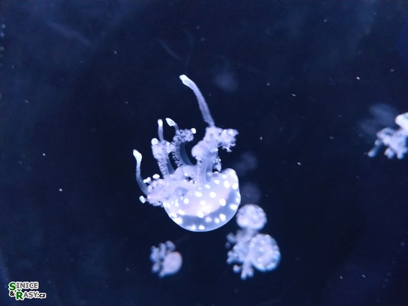 Chrysaora plocamia