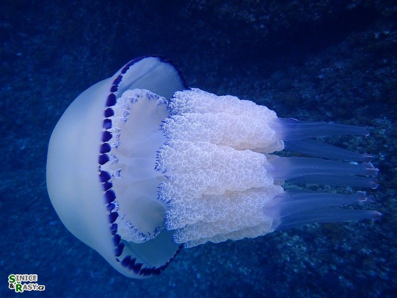 Rhizostoma pulmo