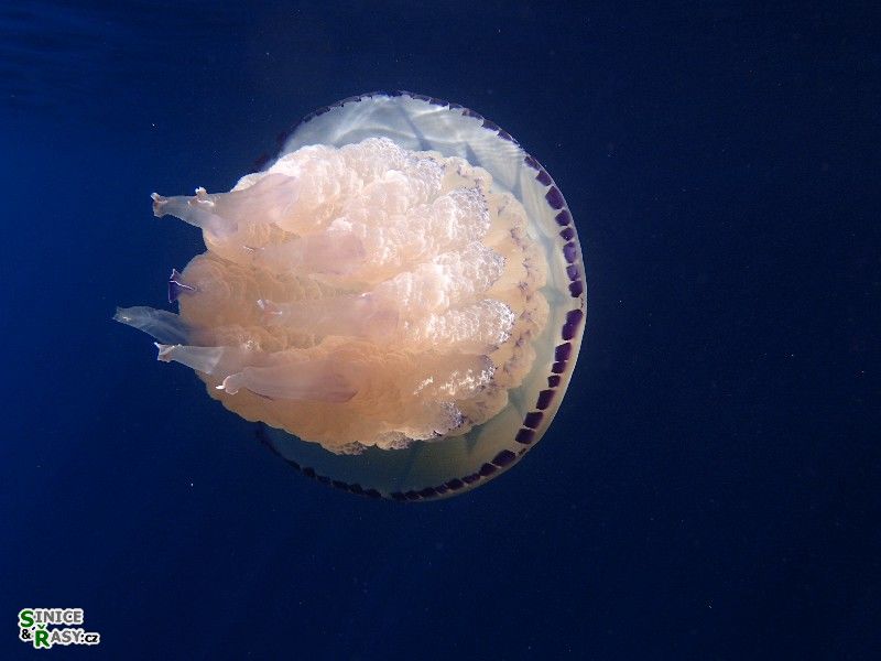 Rhizostoma pulmo