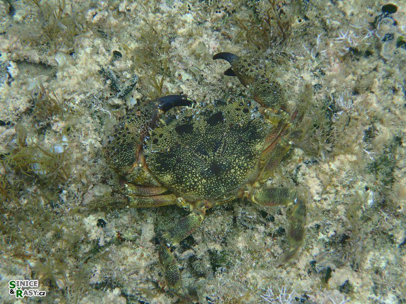 Eriphia verrucosa