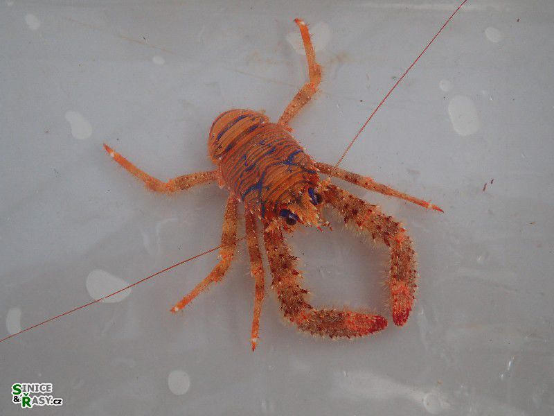 Galatea strigosa