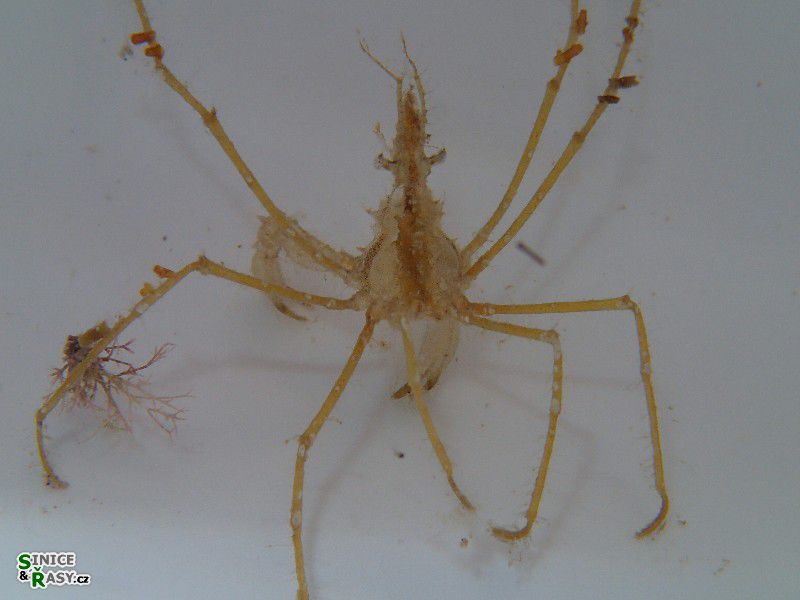 Macropodia sp.