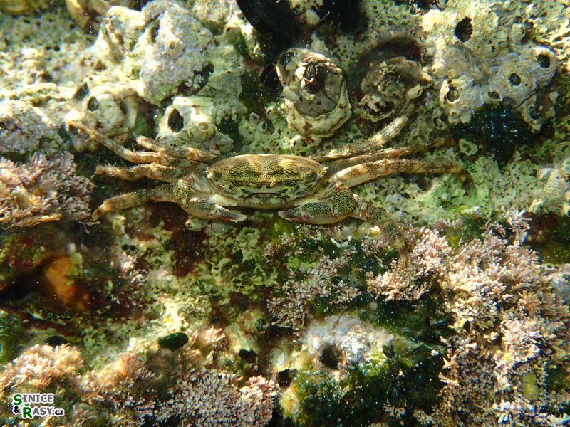 Pachygrapsus marmoratus