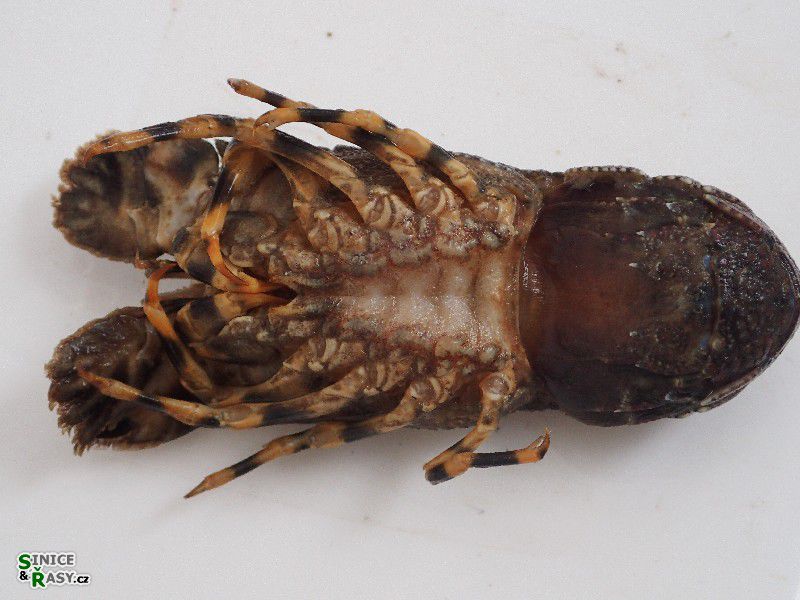 Scyllarus arctus