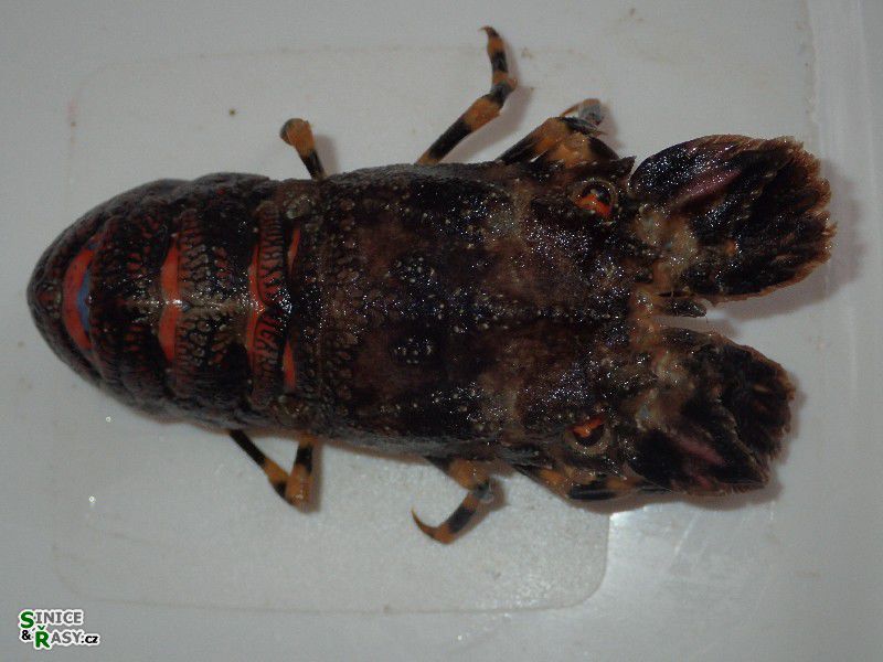 Scyllarus arctus 