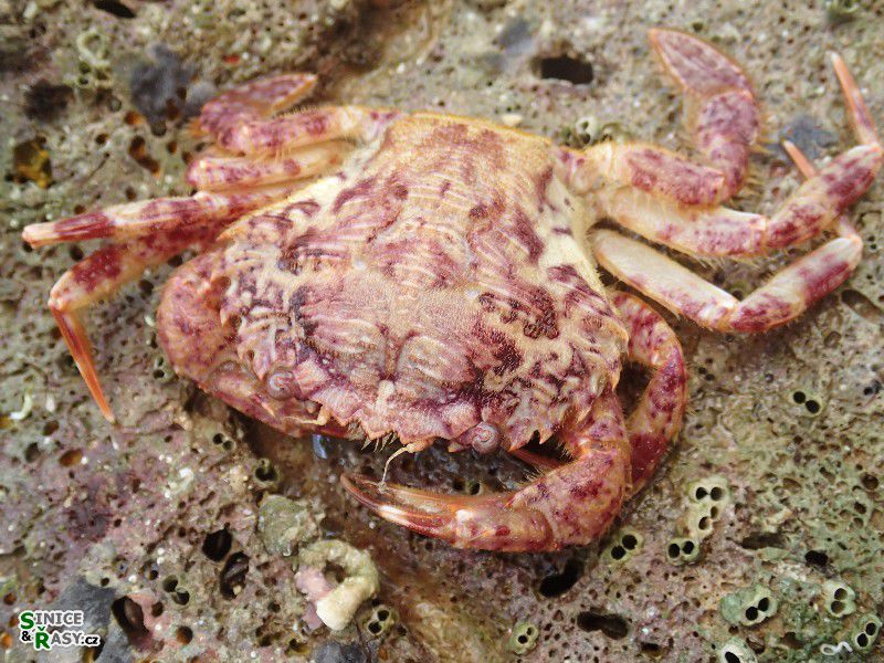 Xantho sp. 