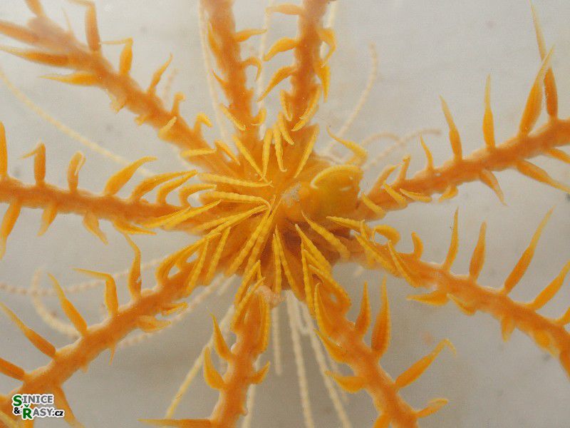 Antedon mediterranea