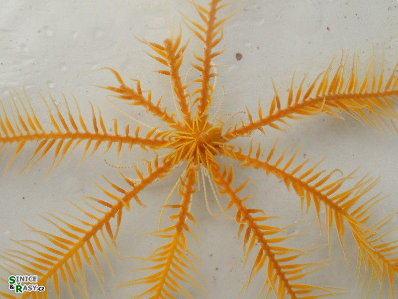 Antedon mediterranea