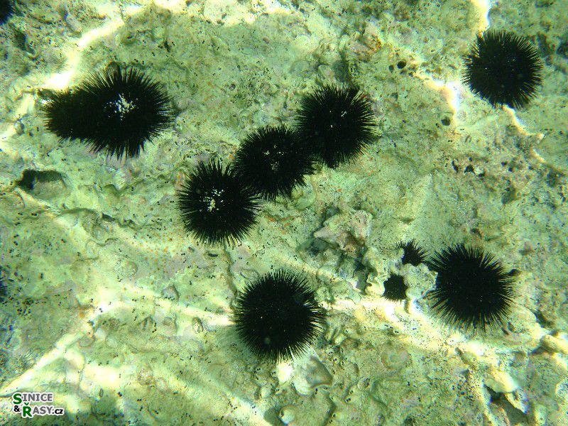 Arbacia lixula