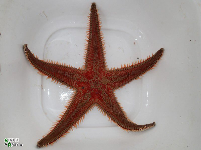 Echinaster sepositus