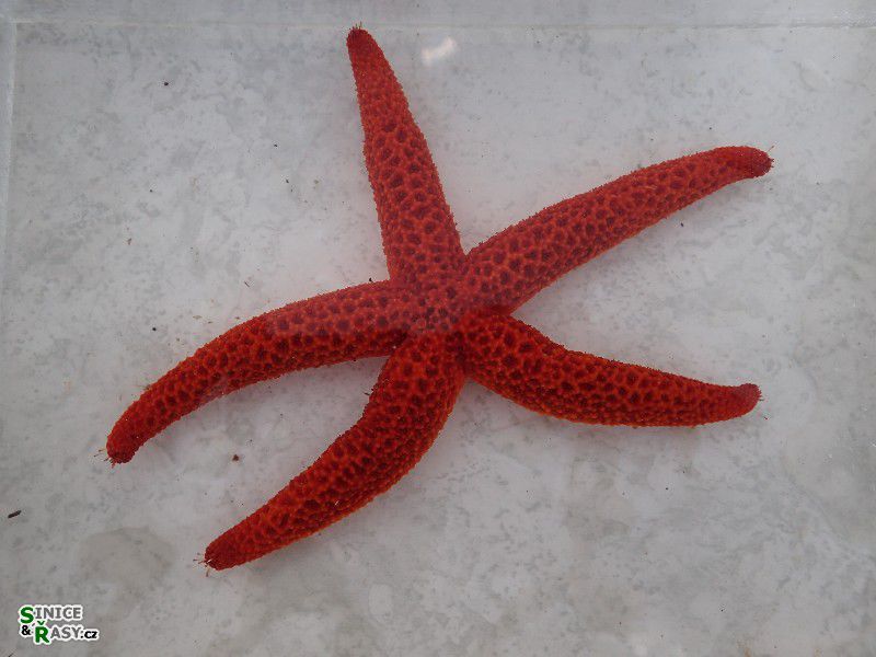 Echinaster sepositus