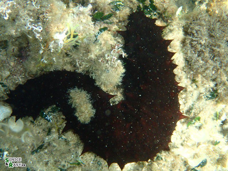 Holothuria tubulosa