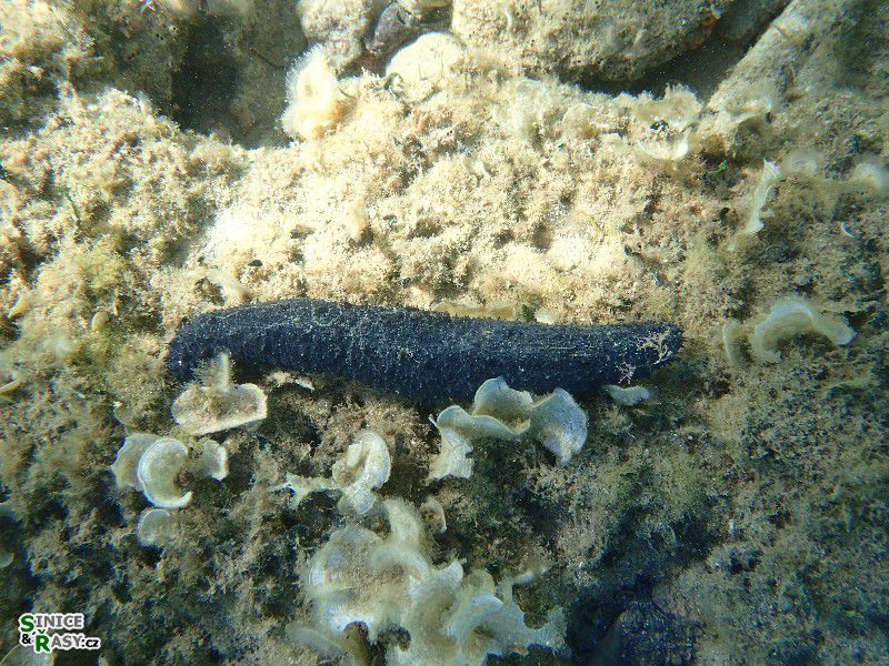Holothuria tubulosa