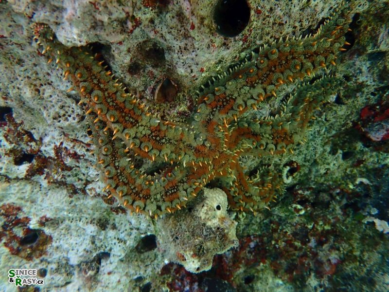 Marthasterias glacialis