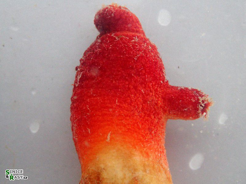Halocynthia papillosa
