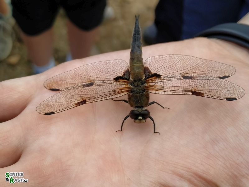 Libellula quadrimaculata L.