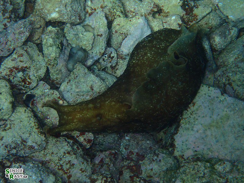 Aplysia depilans
