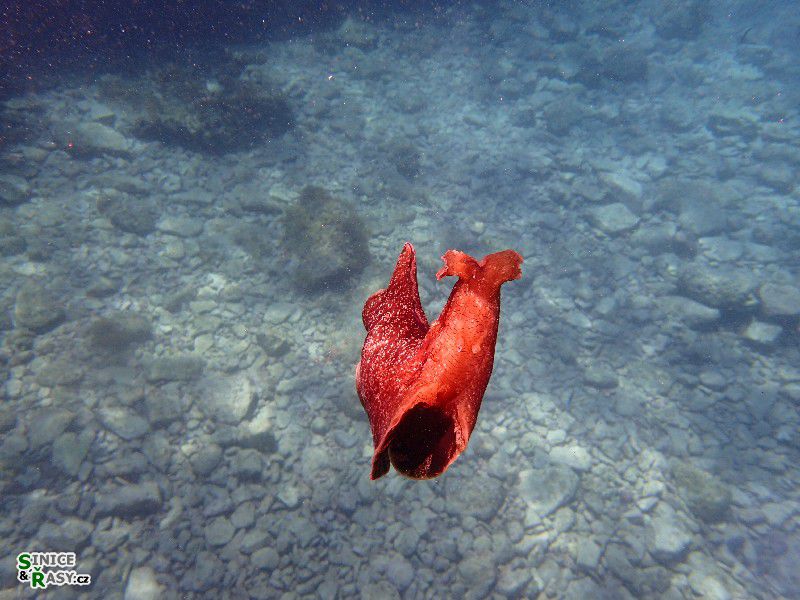 Aplysia depilans
