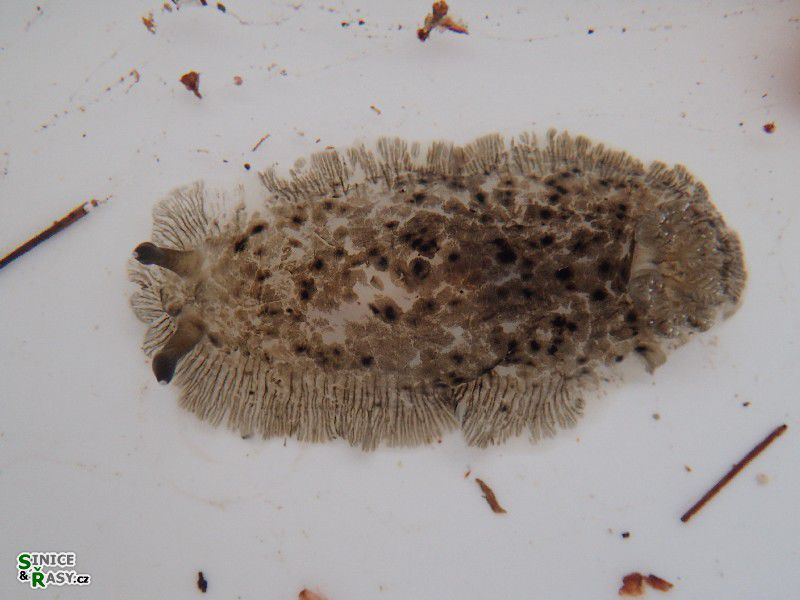 Dendrodoris cf. grandiflora