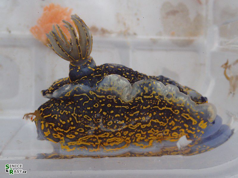 Dendrodoris limbata